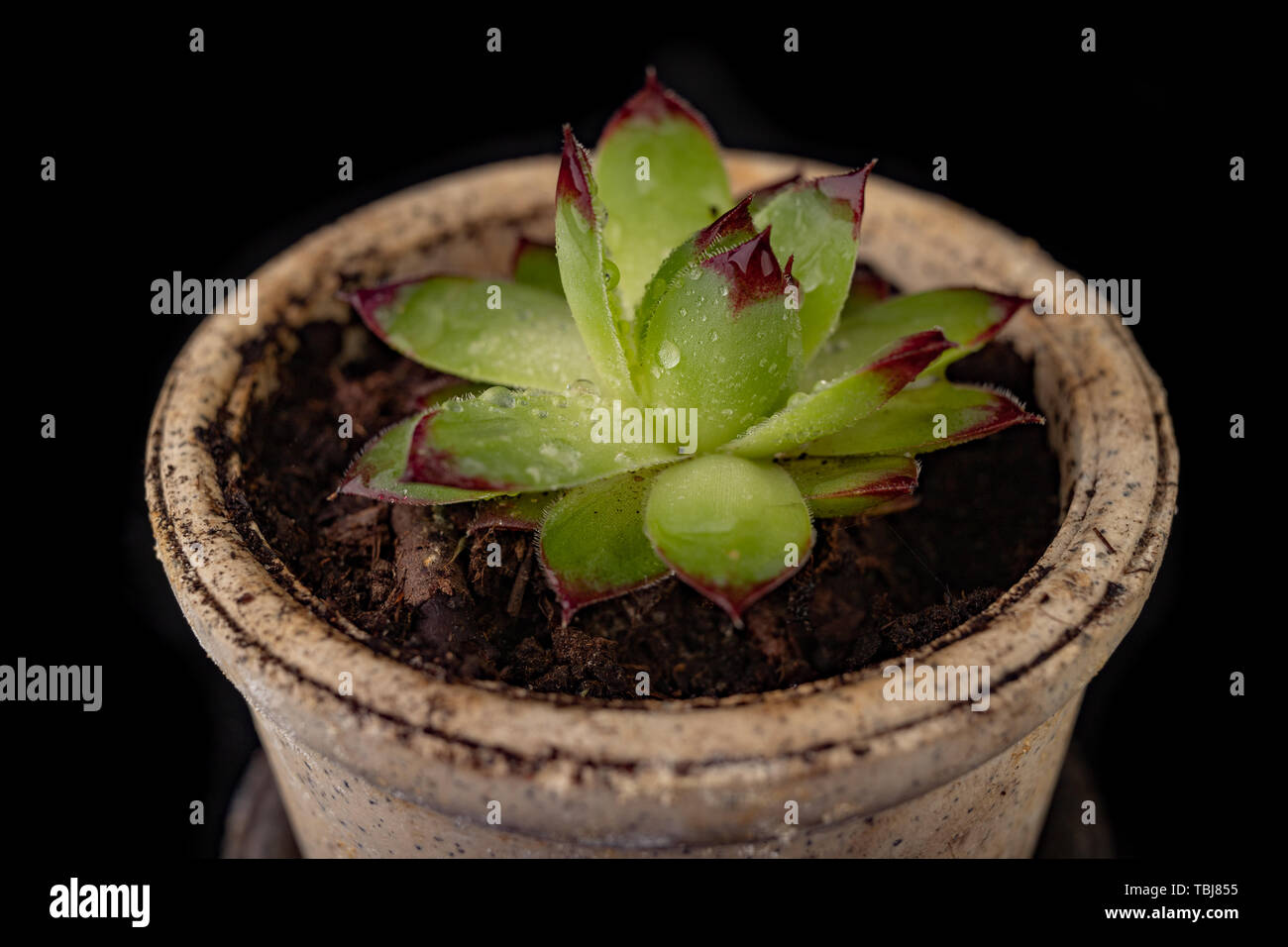 Sempervivum tectorum plant on black soil. A plant that likes to grow on rocky terrain. Dark background. Stock Photo