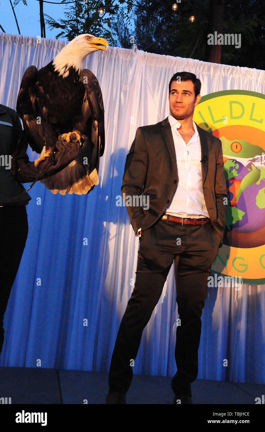 Barry The Bald Eagle High Resolution Stock Photography and Images Alamy