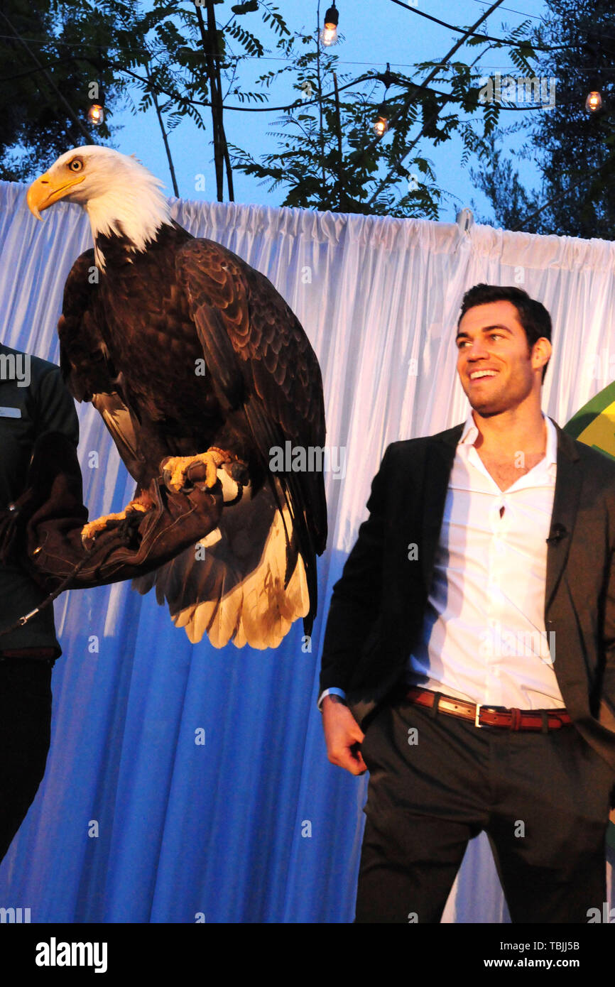 Barry The Bald Eagle High Resolution Stock Photography and Images Alamy