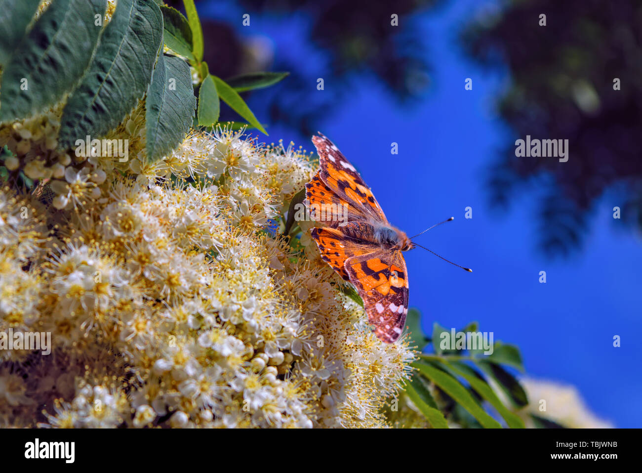 A butterfly on a blossoming rowan branch close-up. Butterfly of the family Nymphalidae. Stock Photo