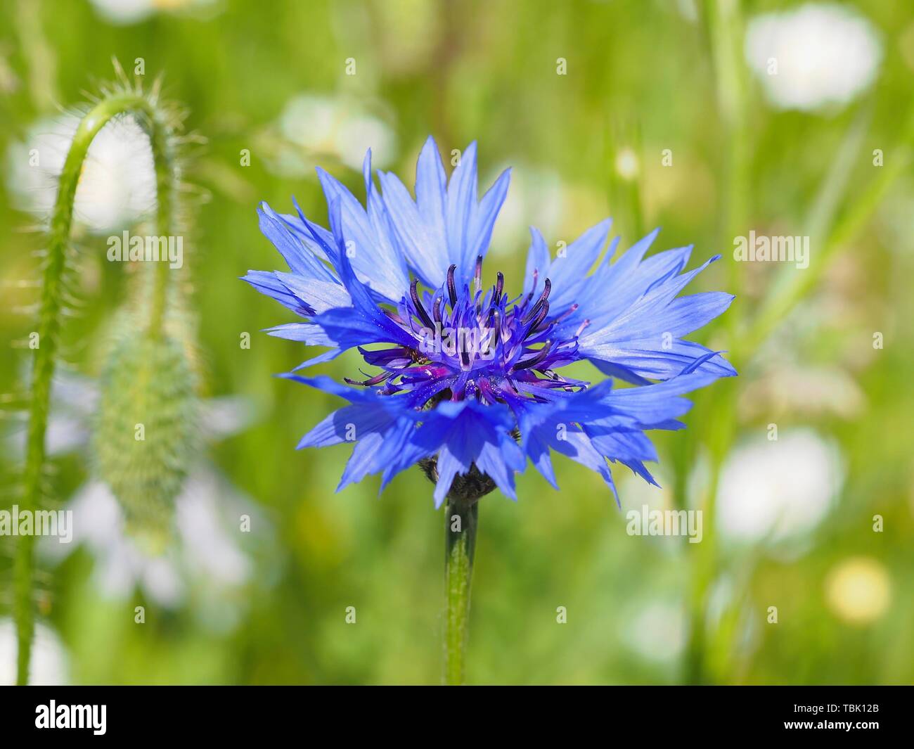 Macro of a blue blooming cornflower in summer Stock Photo Alamy