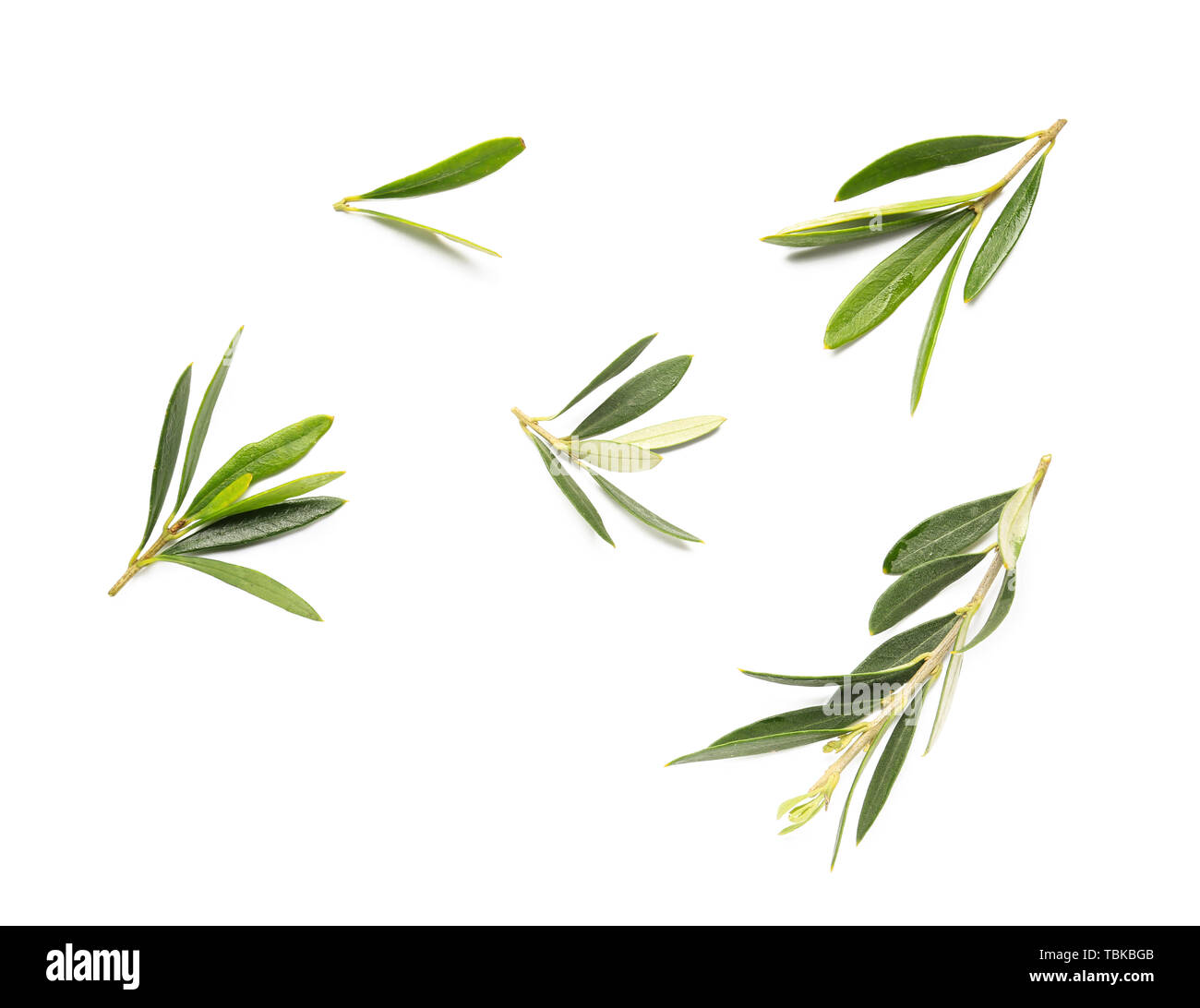 Fresh olive leaves on white background Stock Photo Alamy