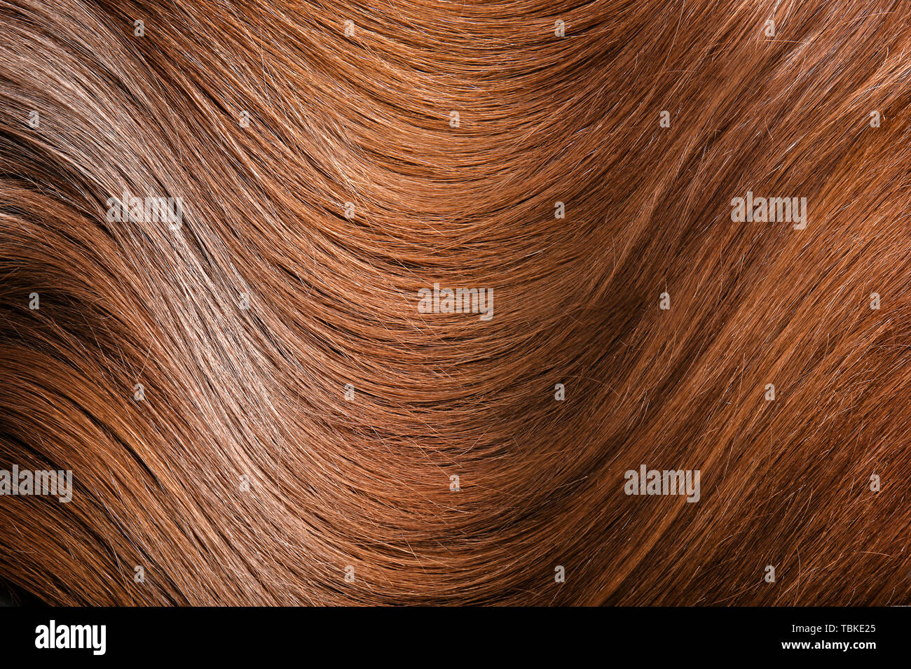 Healthy long female hair, closeup Stock Photo