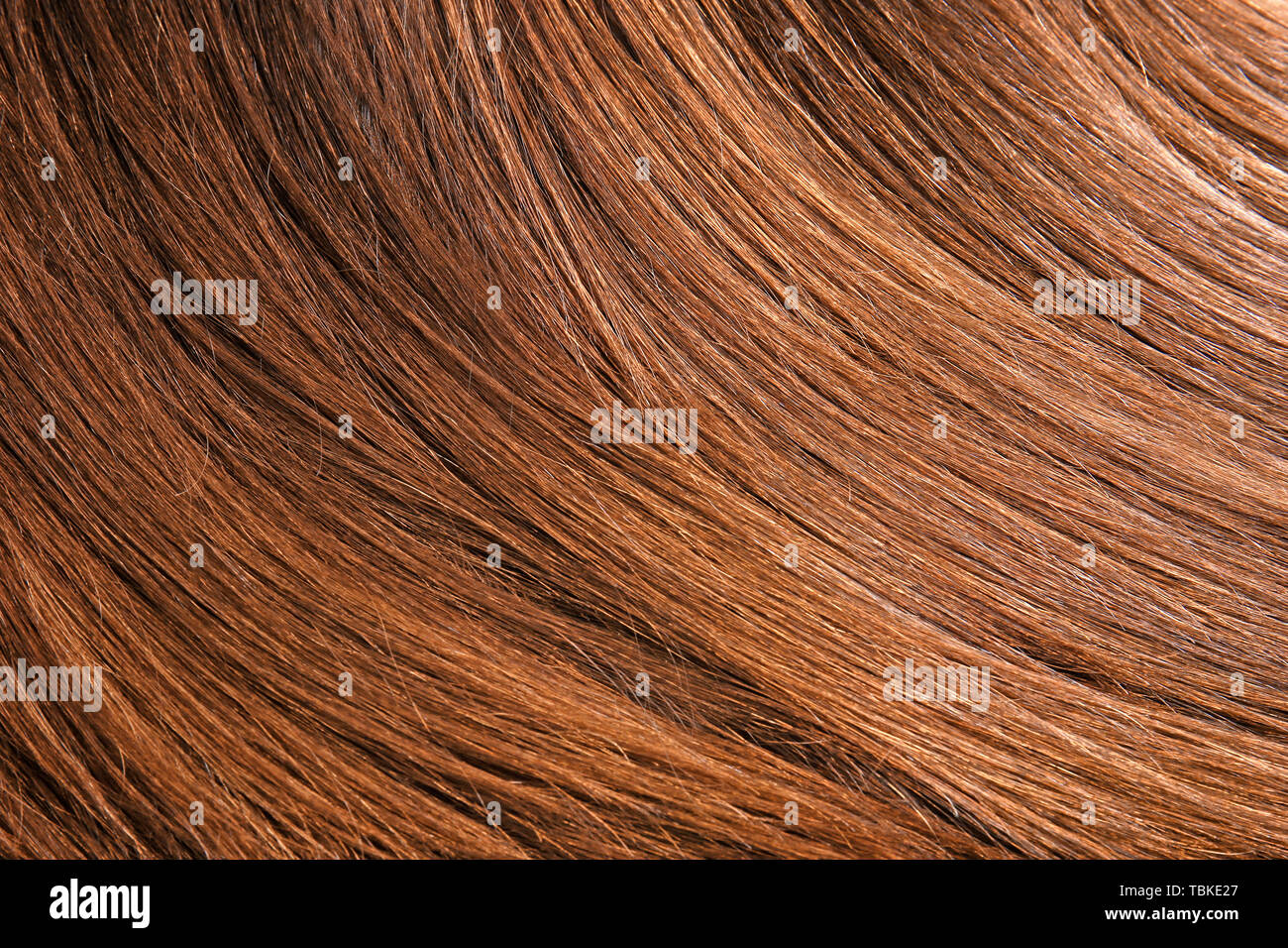 Healthy long female hair, closeup Stock Photo