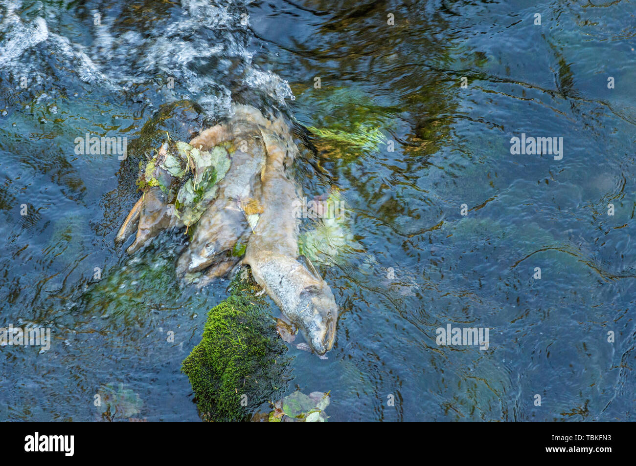 Three dead Chinook Salmon in Ketchikan Creek, Alaska. Returning Salmon were forced to spawn farther downstream than usual due to low water levels. Stock Photo