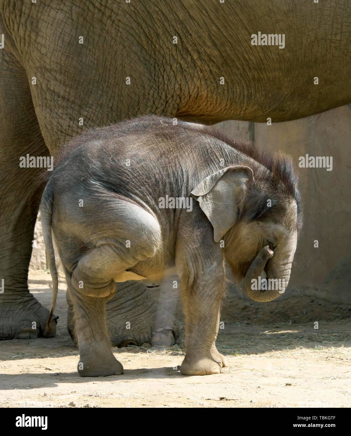 Asian elephant (Elephas maximus indicus), elephant cow and calf, captive, Germany Stock Photo