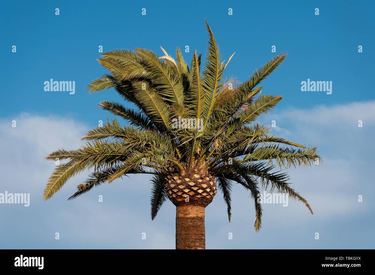 Palm (Palmae), Almeria, Andalusia, Spain Stock Photo