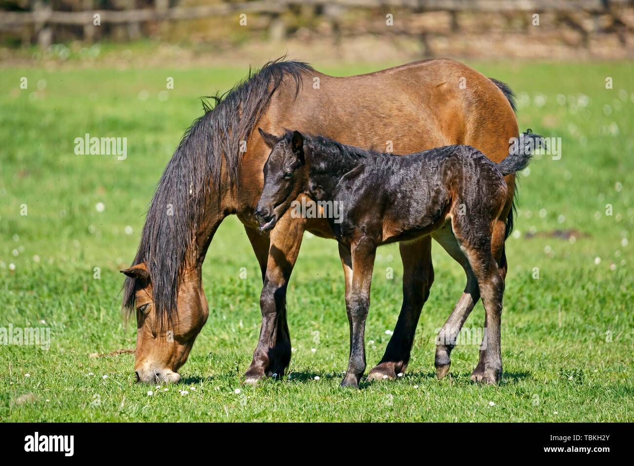Domestic horses, mare with foal grazes on the pasture, Germany Stock Photo