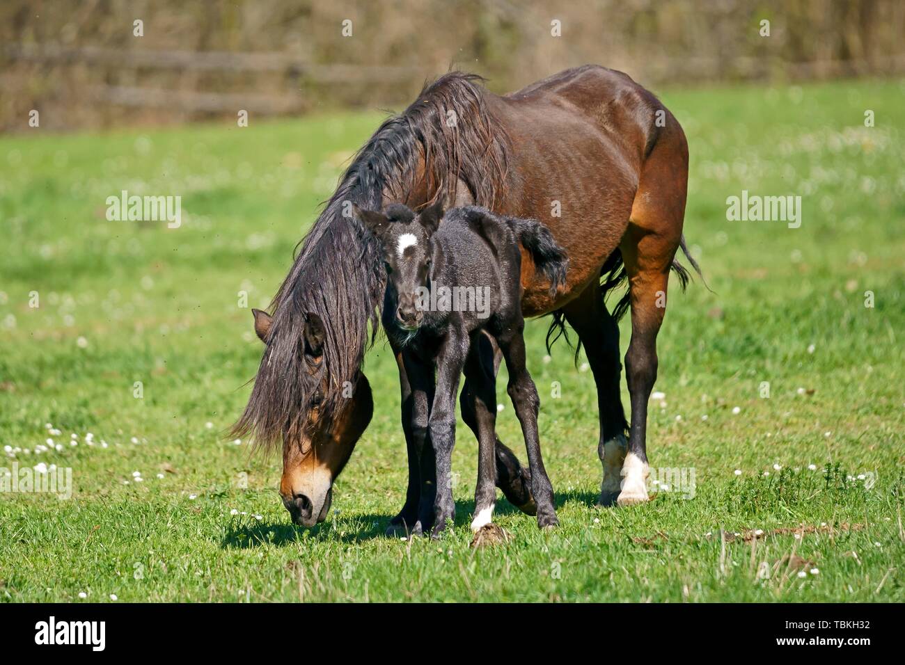 Domestic horses, mare with foal grazes on the pasture, Germany Stock Photo