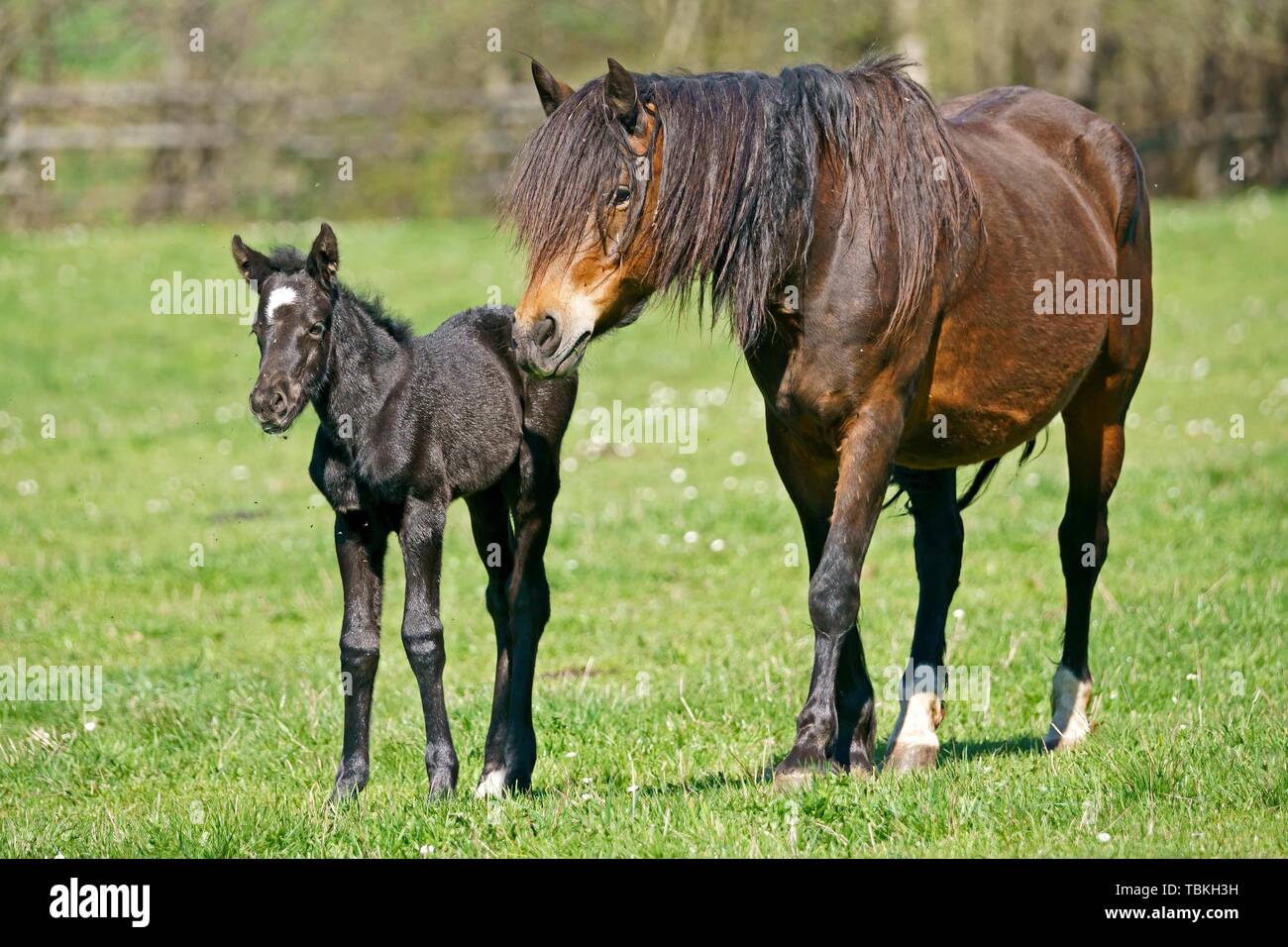 Domestic horses, mare with foal on the pasture, Germany Stock Photo