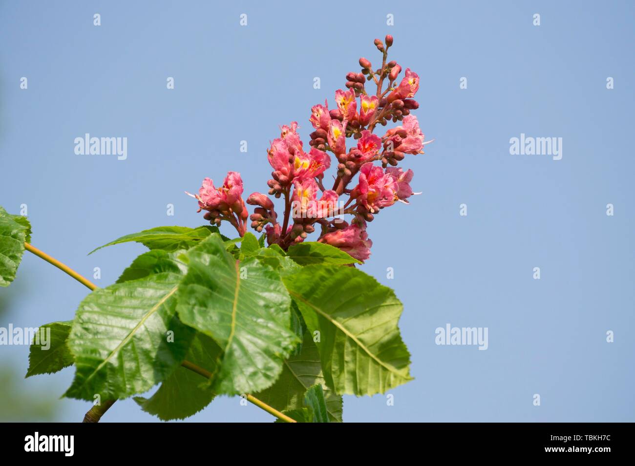 Red-flowered Horse Chestnut (Aesculus carnea), North Rhine-Westphalia, Germany Stock Photo