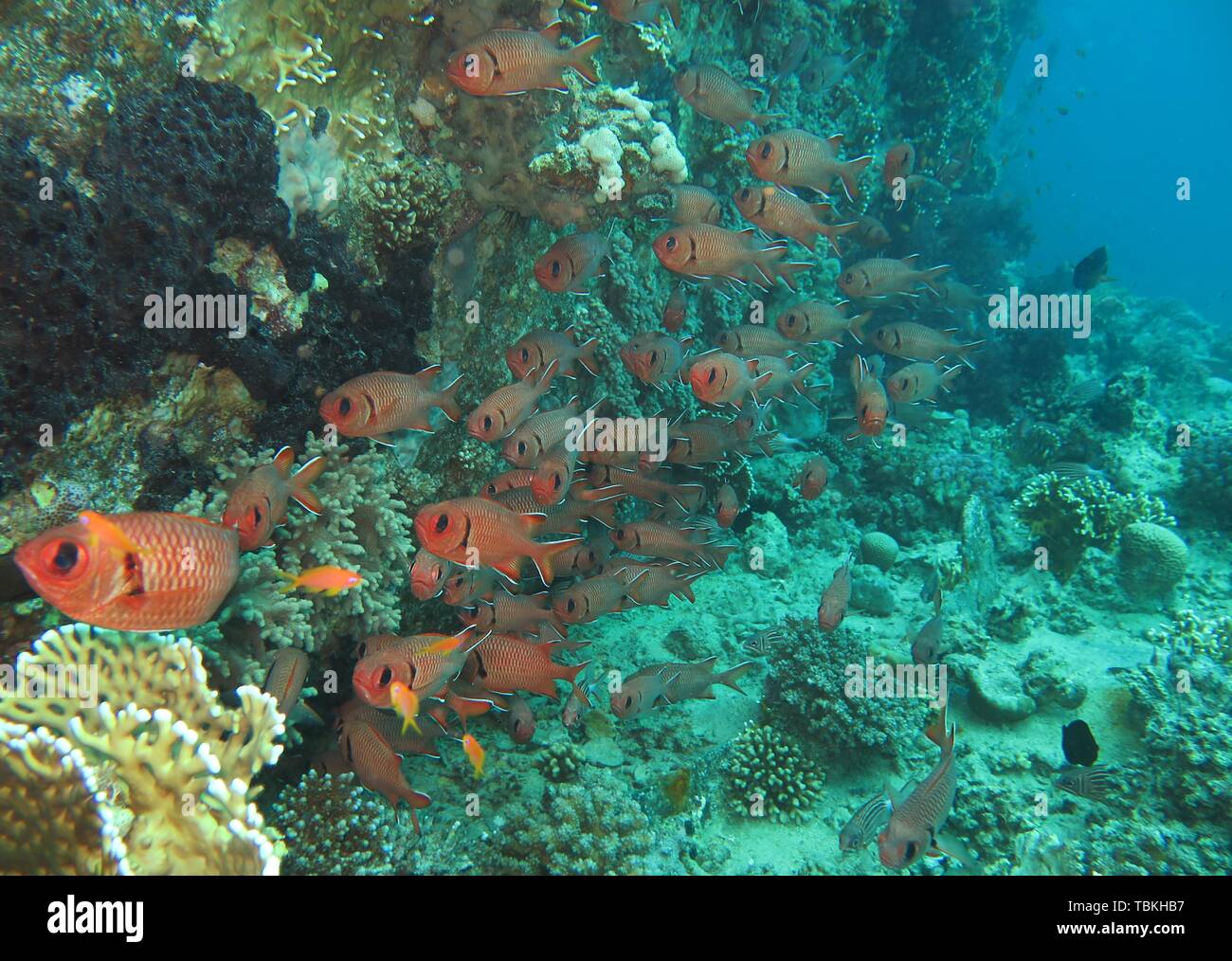 Swarm Pinecone soldierfishes (Myripristis murdjan) in the reef, Red Sea, Egypt Stock Photo