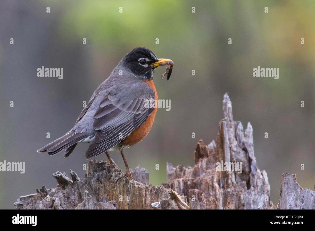 American Robin eating insects Stock Photo - Alamy