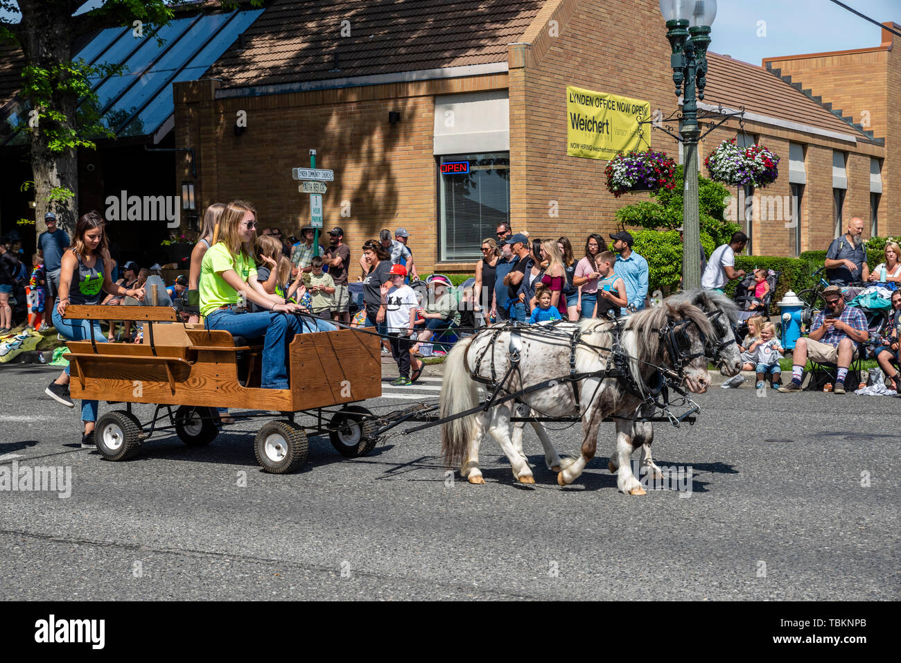 Ponies pulling a tiny wagon in the 2019 Lynden Farmers Day Parade