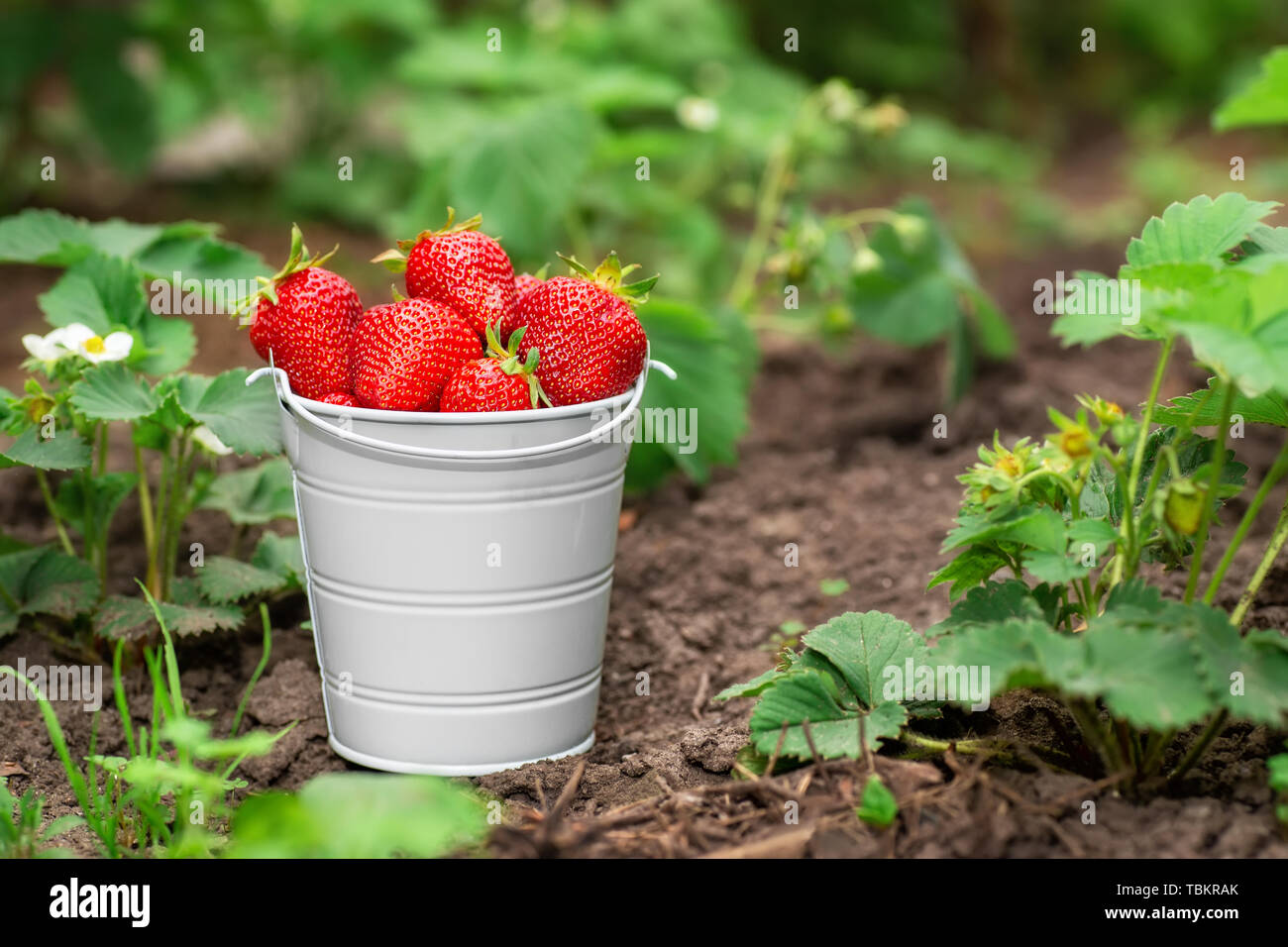 ripe strawberries in small bucket on garden bed with blooming bush as ...