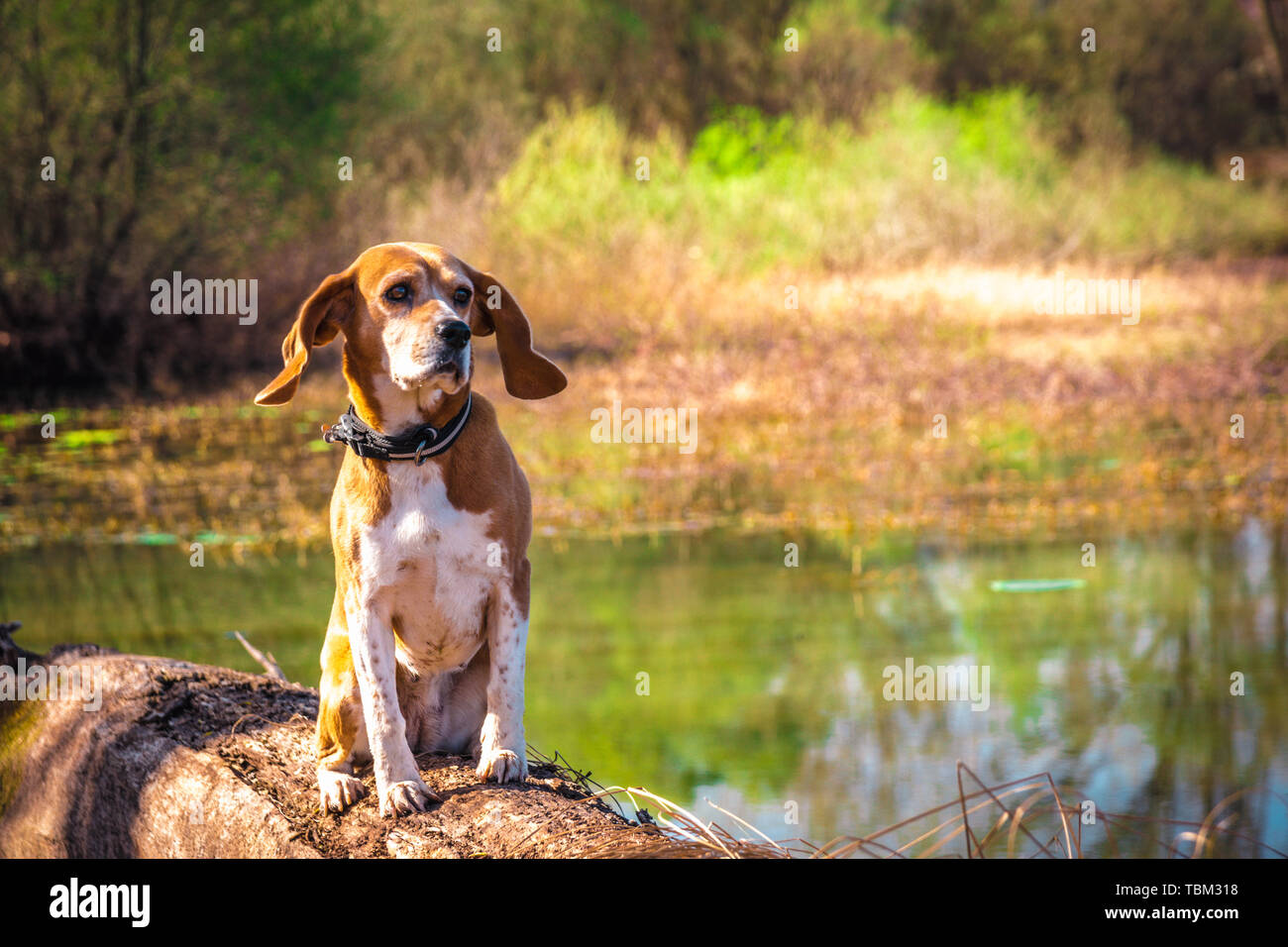 Funny portrait of pure breed beagle dog seated at trunk lakeside. Big ears listening or hear