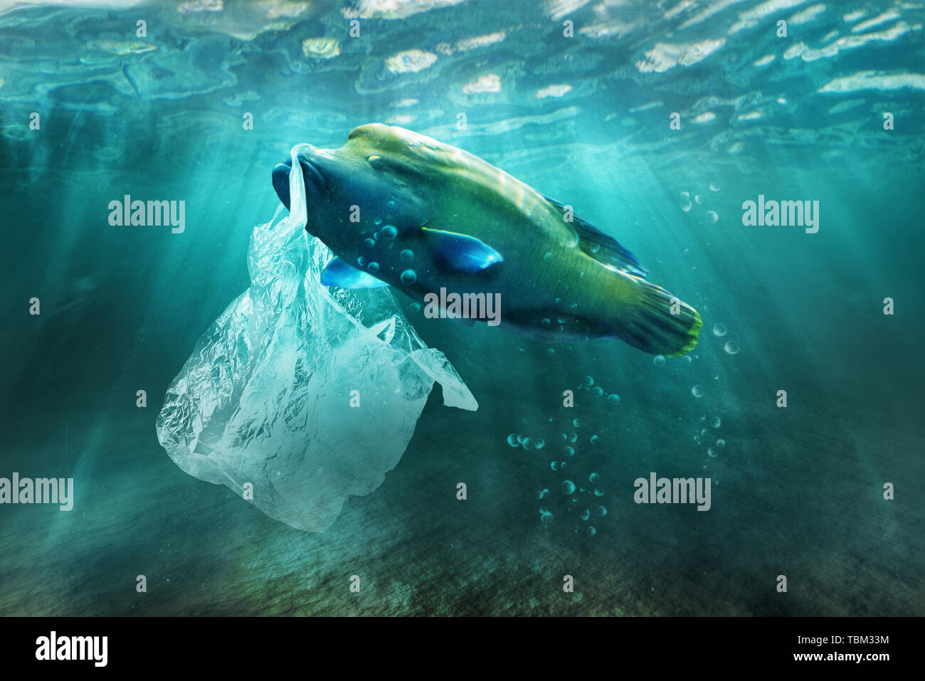 Plastic Pollution Fish High Resolution Stock Photography and Images - Alamy