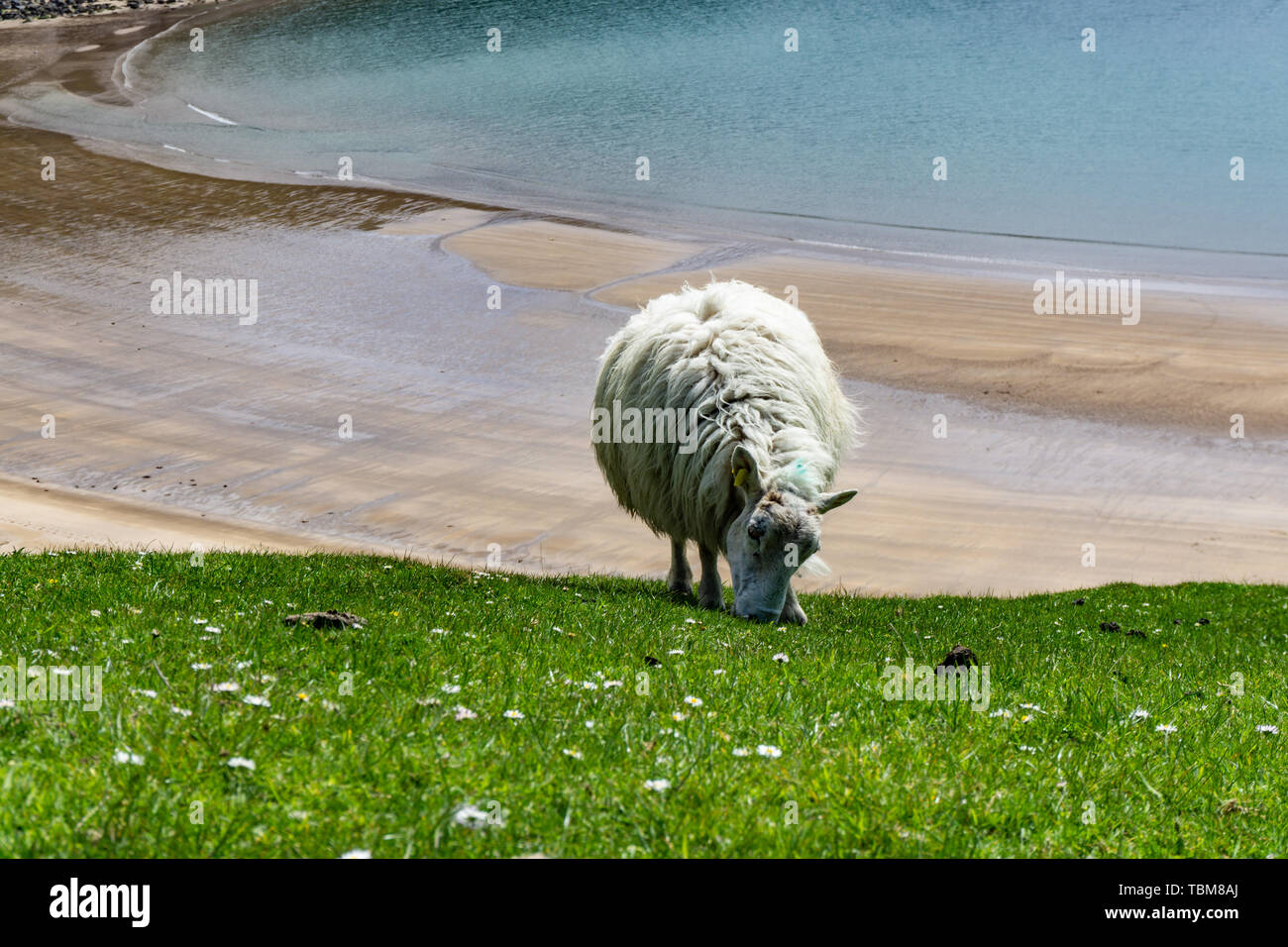 Sheep grazing in the pastures and Irish cliffs. Stock Photo