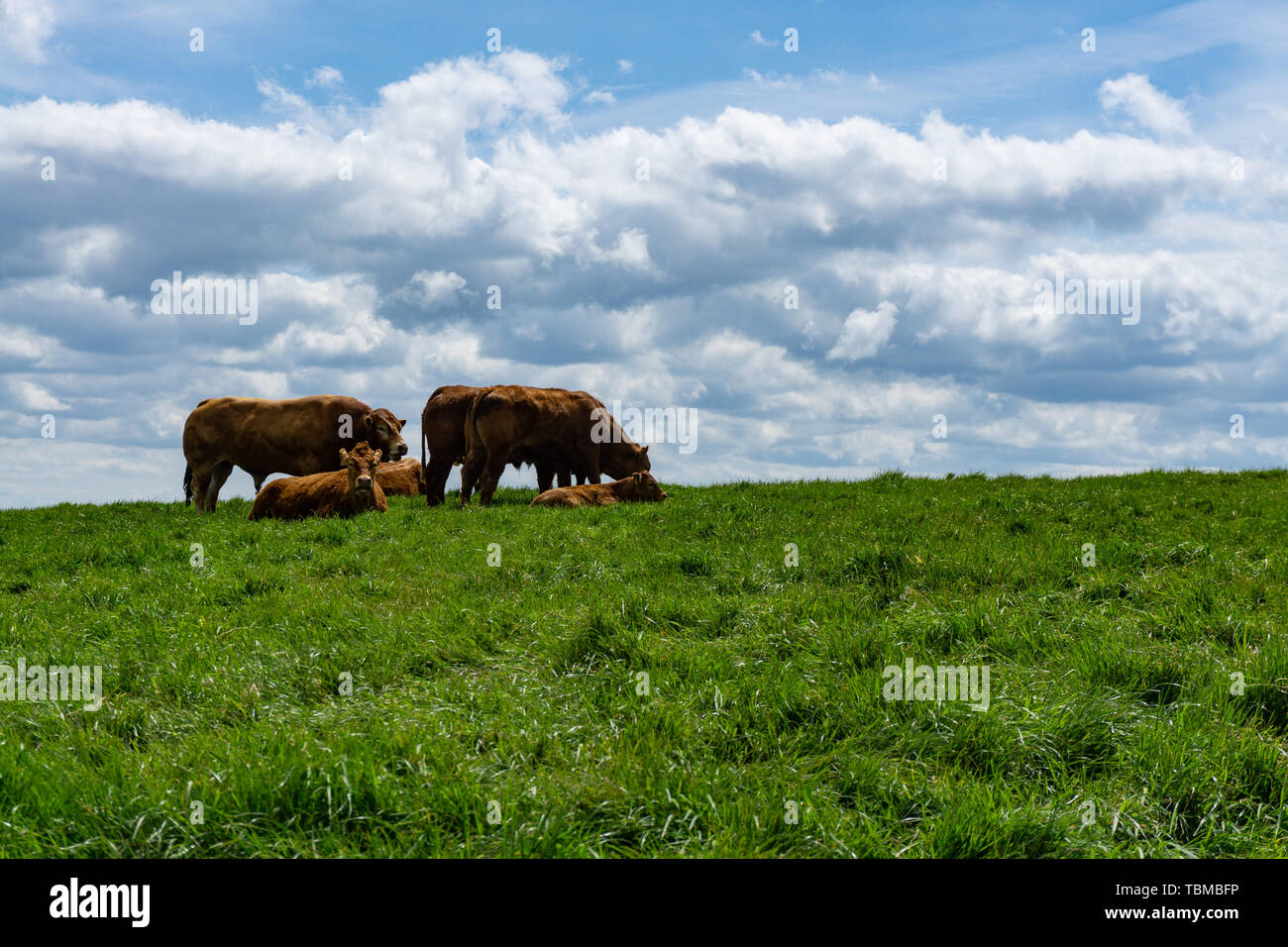 Irish cattle grazing near the famous Cliffs of Moher, Ireland Stock Photo