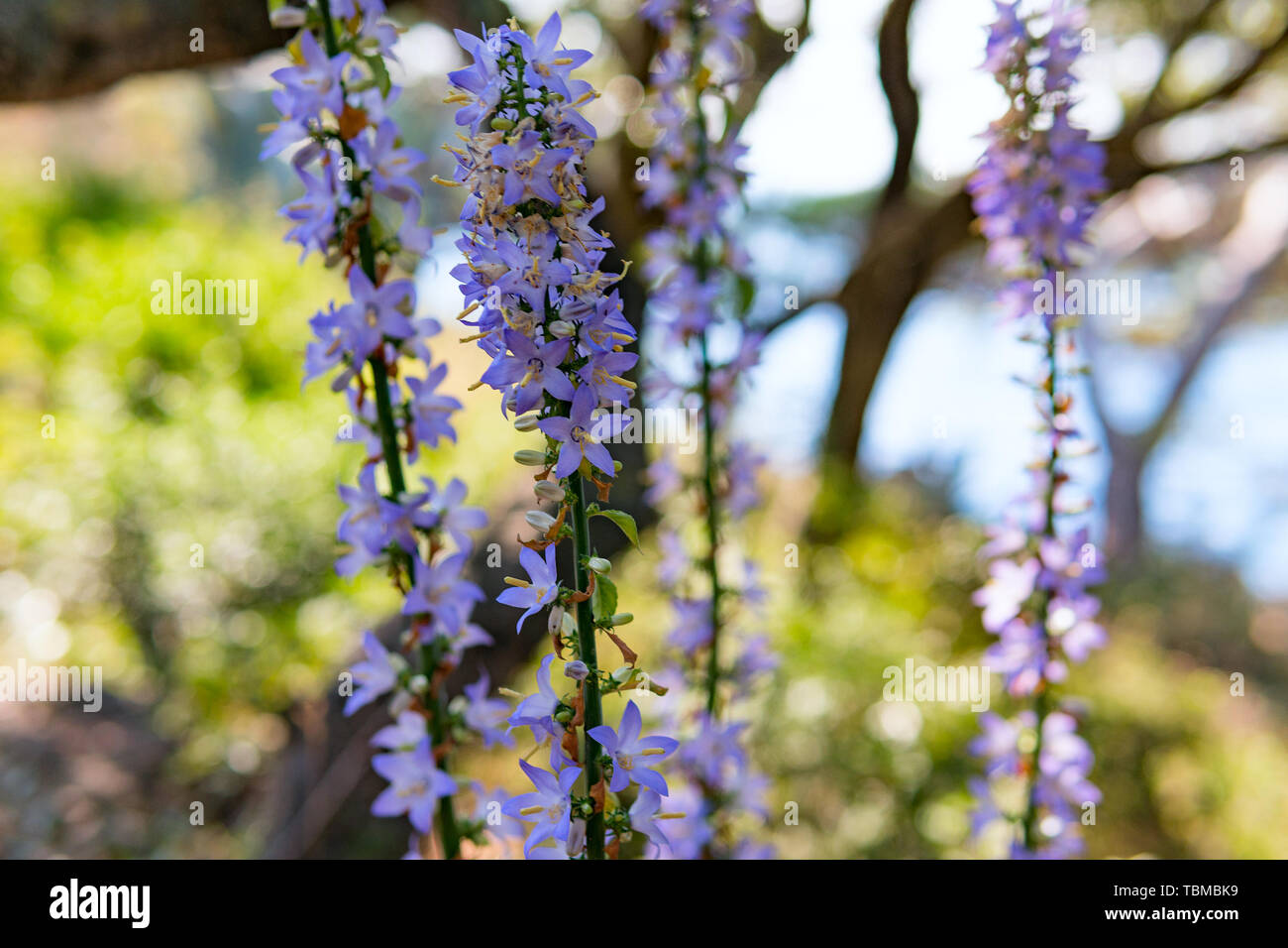 Purple flowers of Hyssopus officinalis (Hyssop) close up. Stock Photo