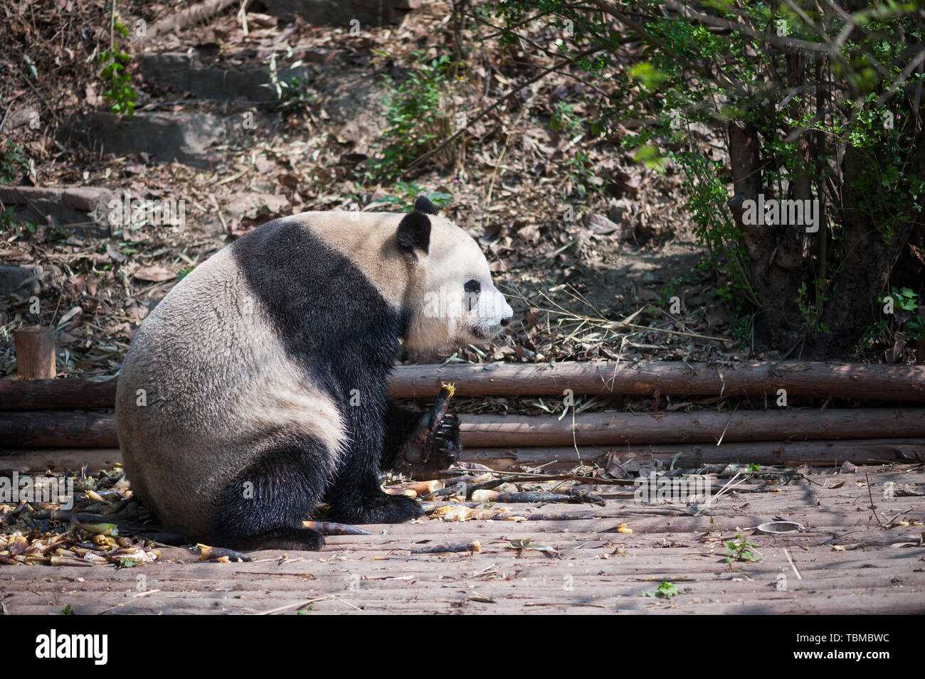 Two pandas cat bears ailuropoda melanoleuca giant panda predators hi