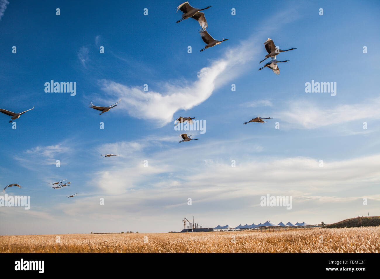 Red-crowned cranes flying Stock Photo - Alamy