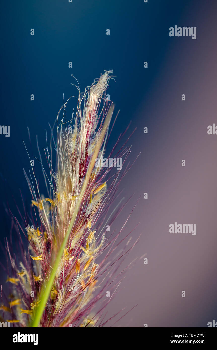 Macro shot of a yellow & purple bristle grass against blue & lavender blurred background Stock Photo