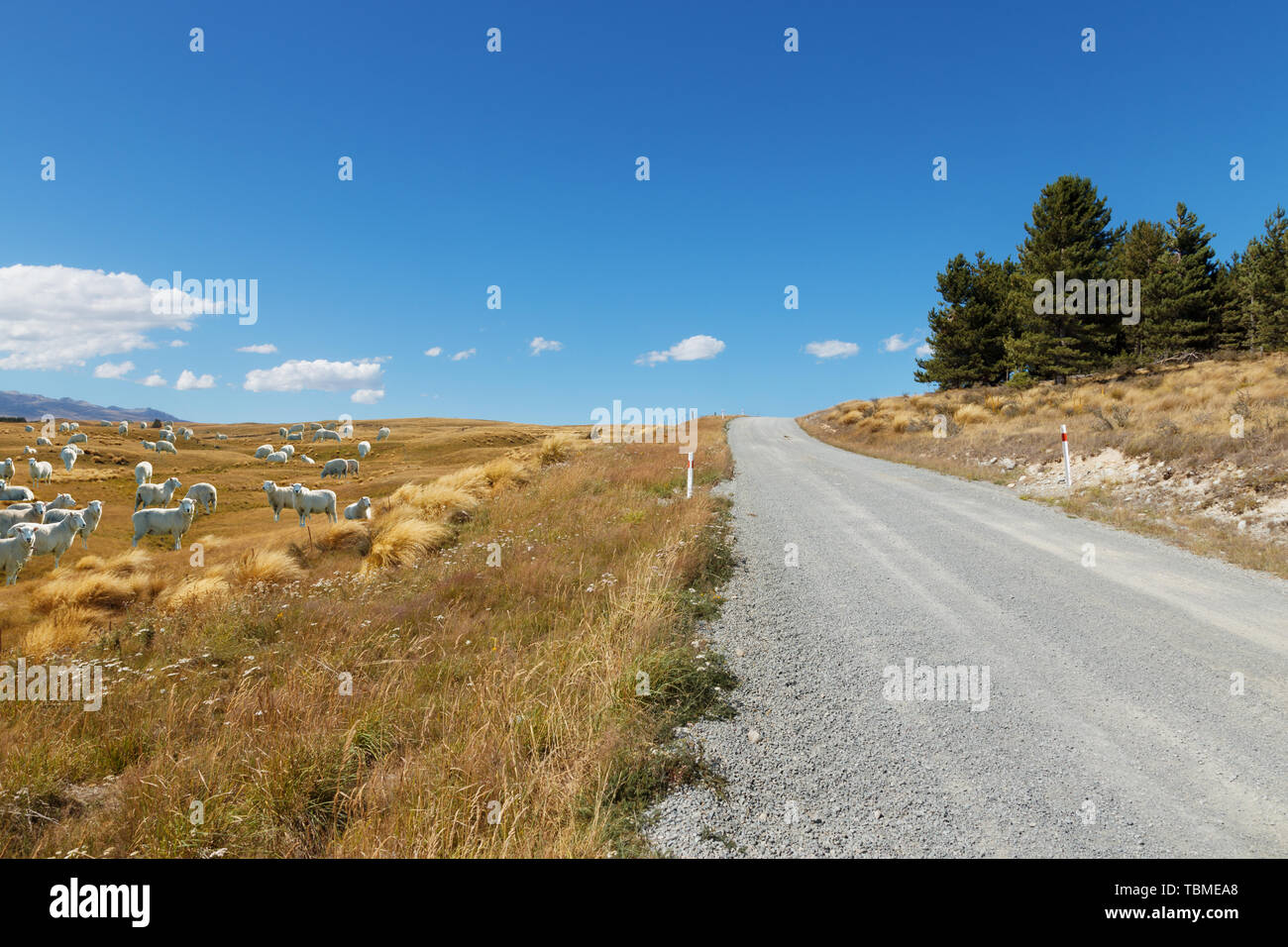 empty rural road in fine day in new zealand Stock Photo