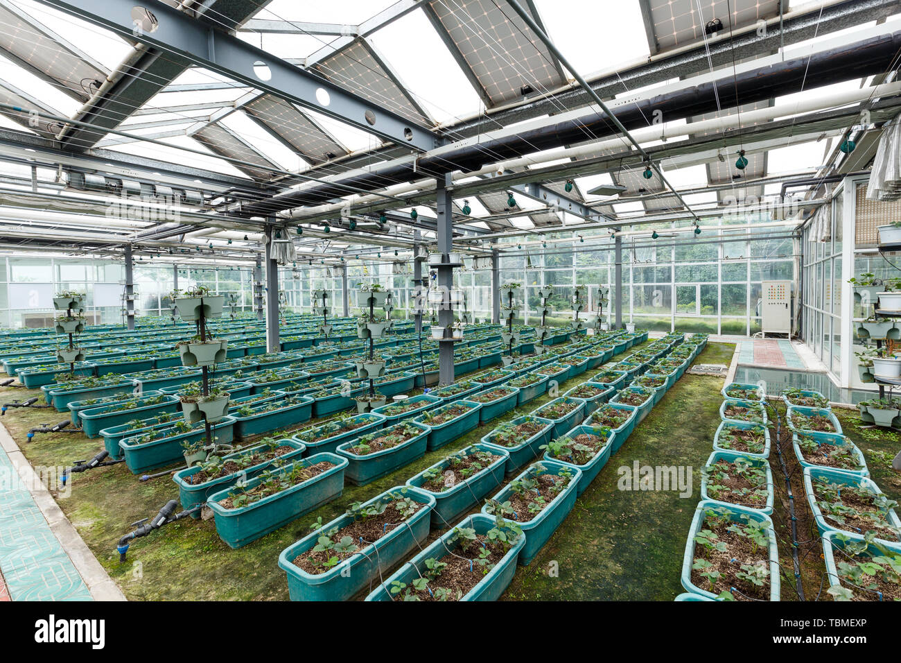 interior of vegetable greenhouse Stock Photo - Alamy