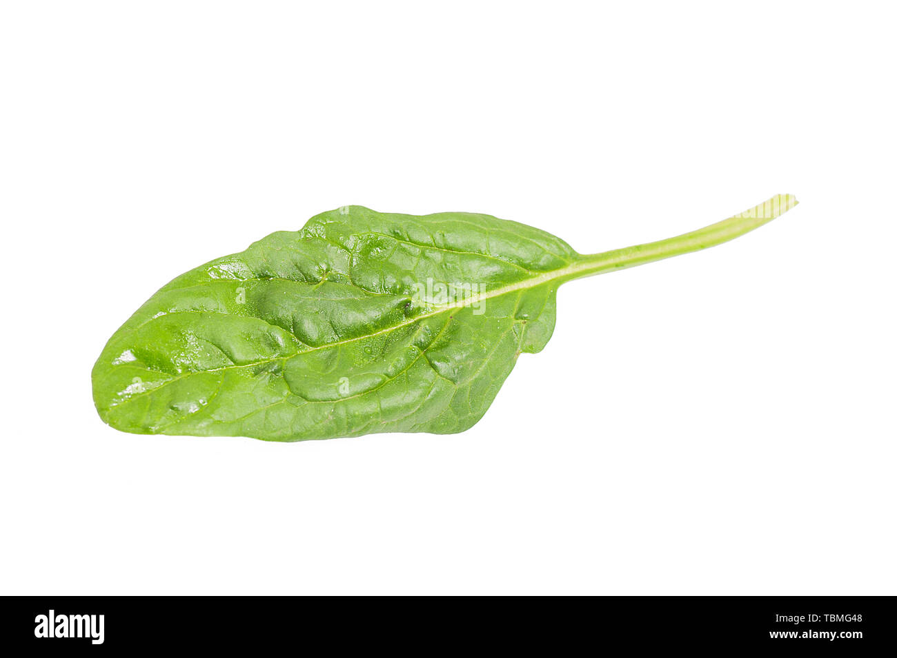 fresh spinach leaf isolated on white background Stock Photo - Alamy