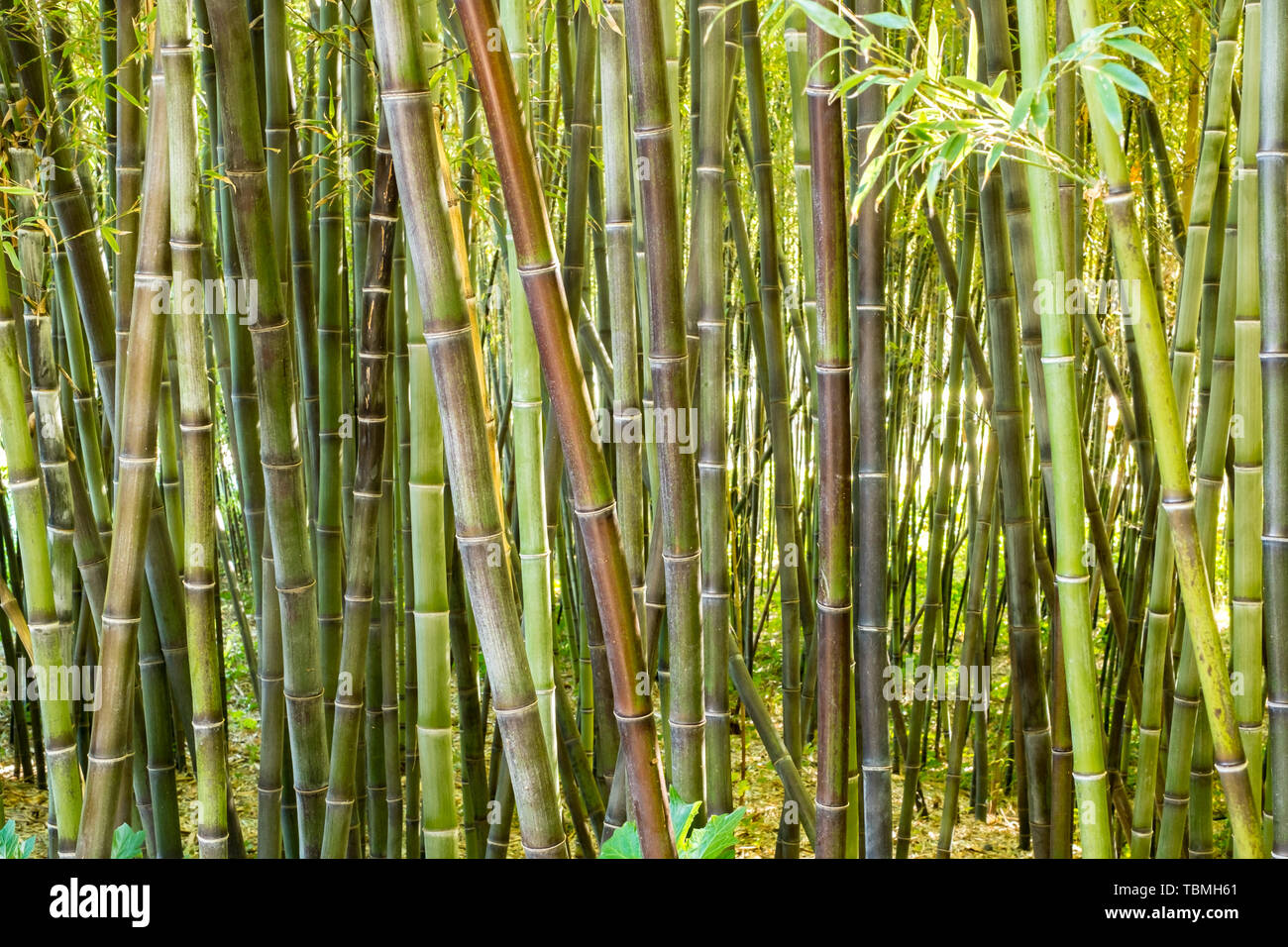 Forest of bamboo canes in the garden Stock Photo - Alamy