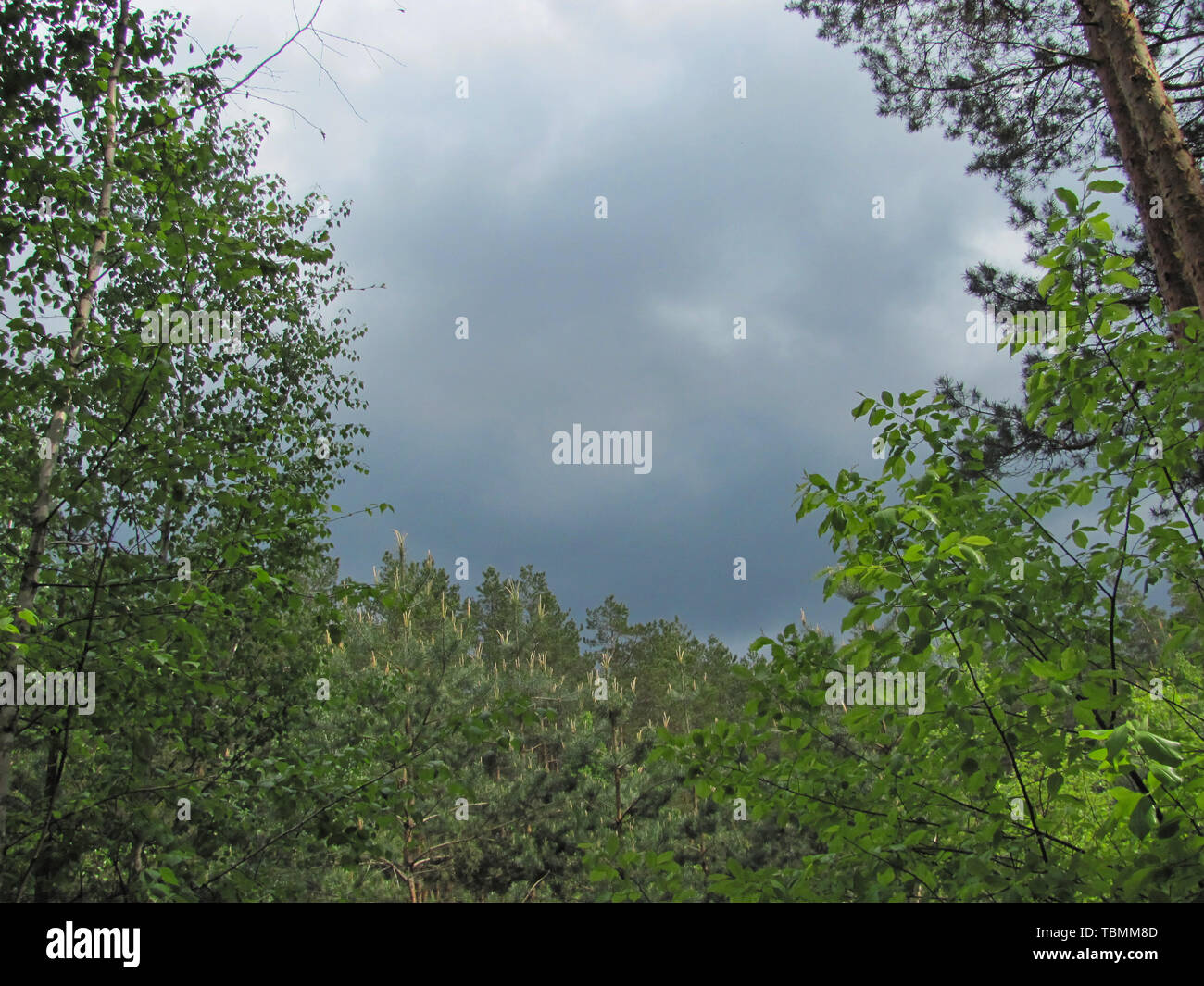 gray storm clouds above the forest Stock Photo - Alamy