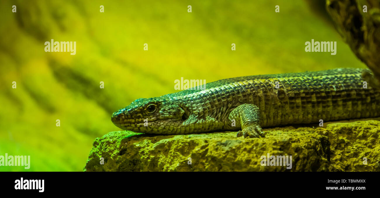 Black lined plated lizard in closeup, tropical lizard specie from Africa Stock Photo