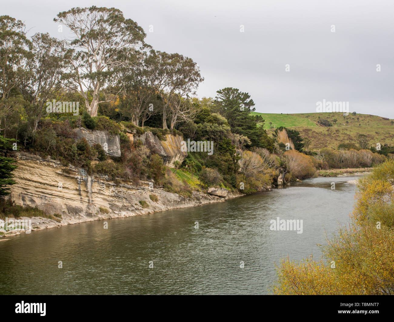 Waiau River, from Clifden Suspension Bridge, eucalyptus trees  and a sandstone cliff,  placid, in autumn, Southland, New Zealand Stock Photo