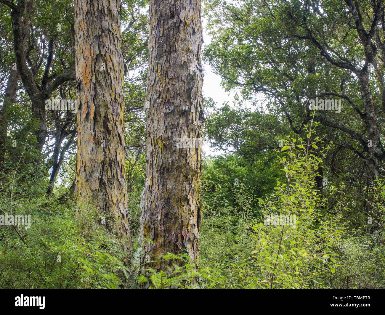 Rimu,  two trees in forest near Little River, Rakiura National Park, Stewart Island, New Zealand Stock Photo