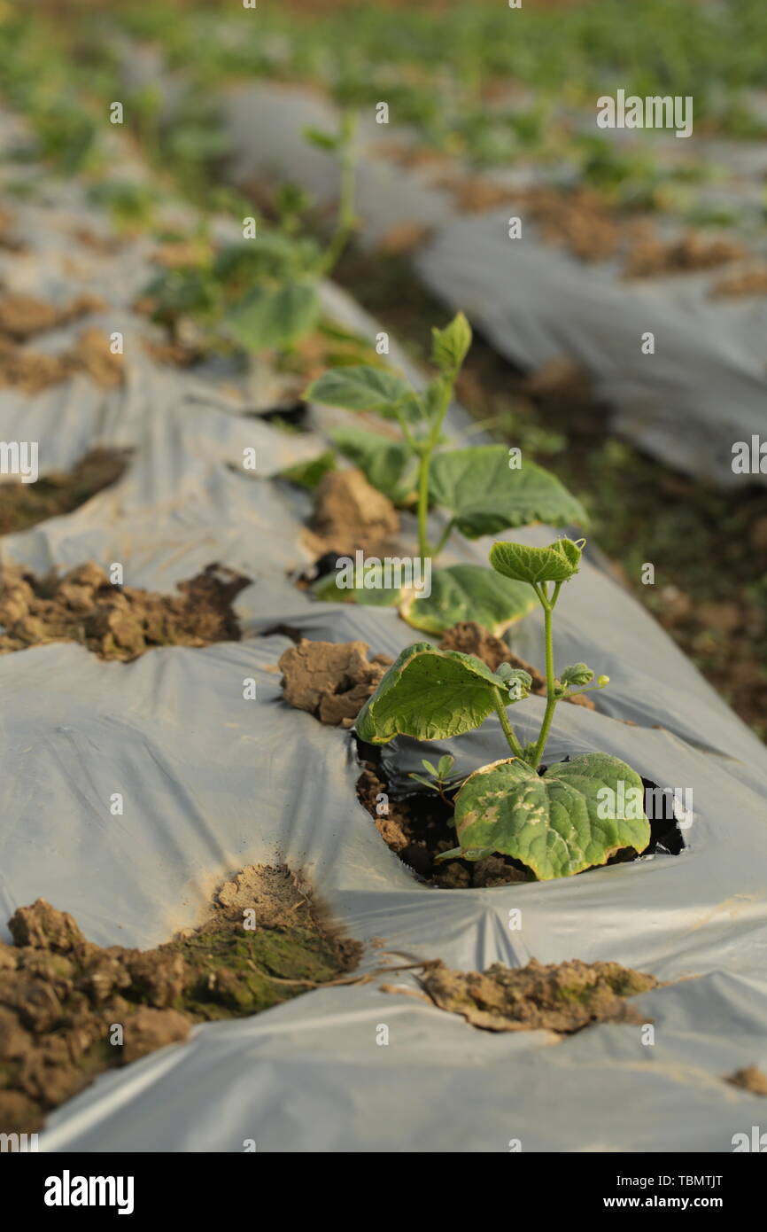 Pumpkin seedlings hires stock photography and images Alamy