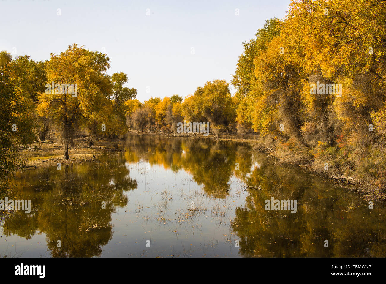 Hu poplar forest scenery of Tarim River, Runtai, Xinjiang Stock Photo