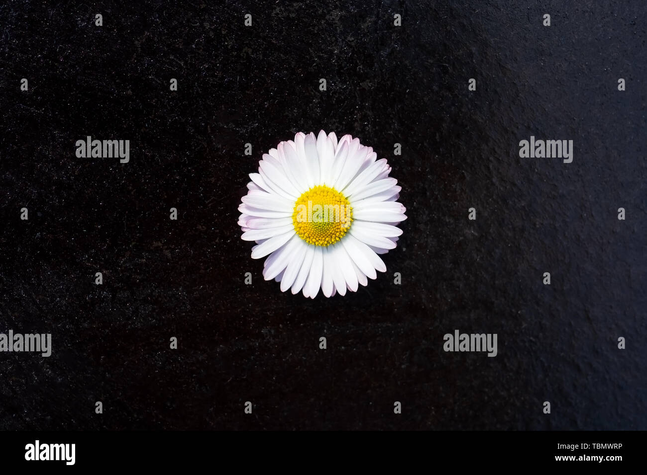 One white daisy flower isolated on black background Stock Photo - Alamy