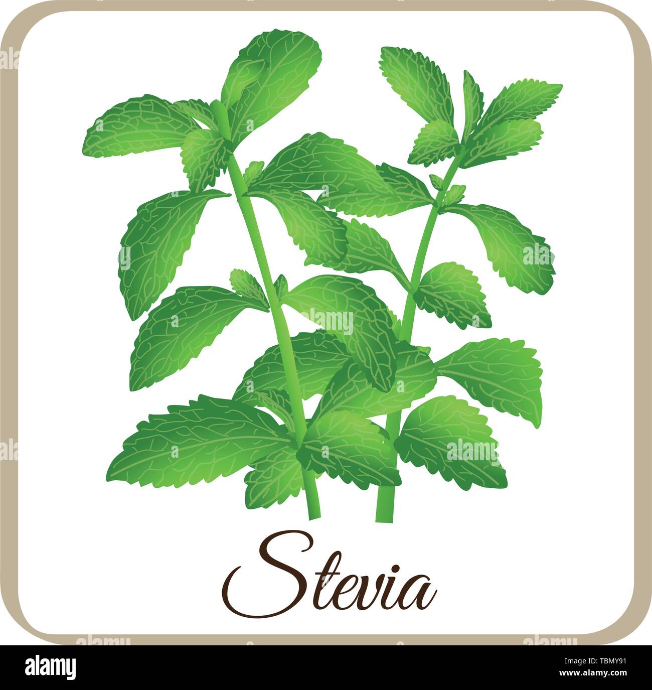 stevia vector herbal sweet sugar sweetener plant Stock Vector Image