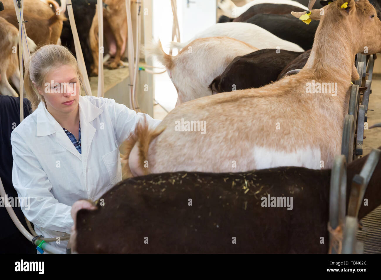 Farmer woman milking a goats with an automatic milk machine Stock Photo