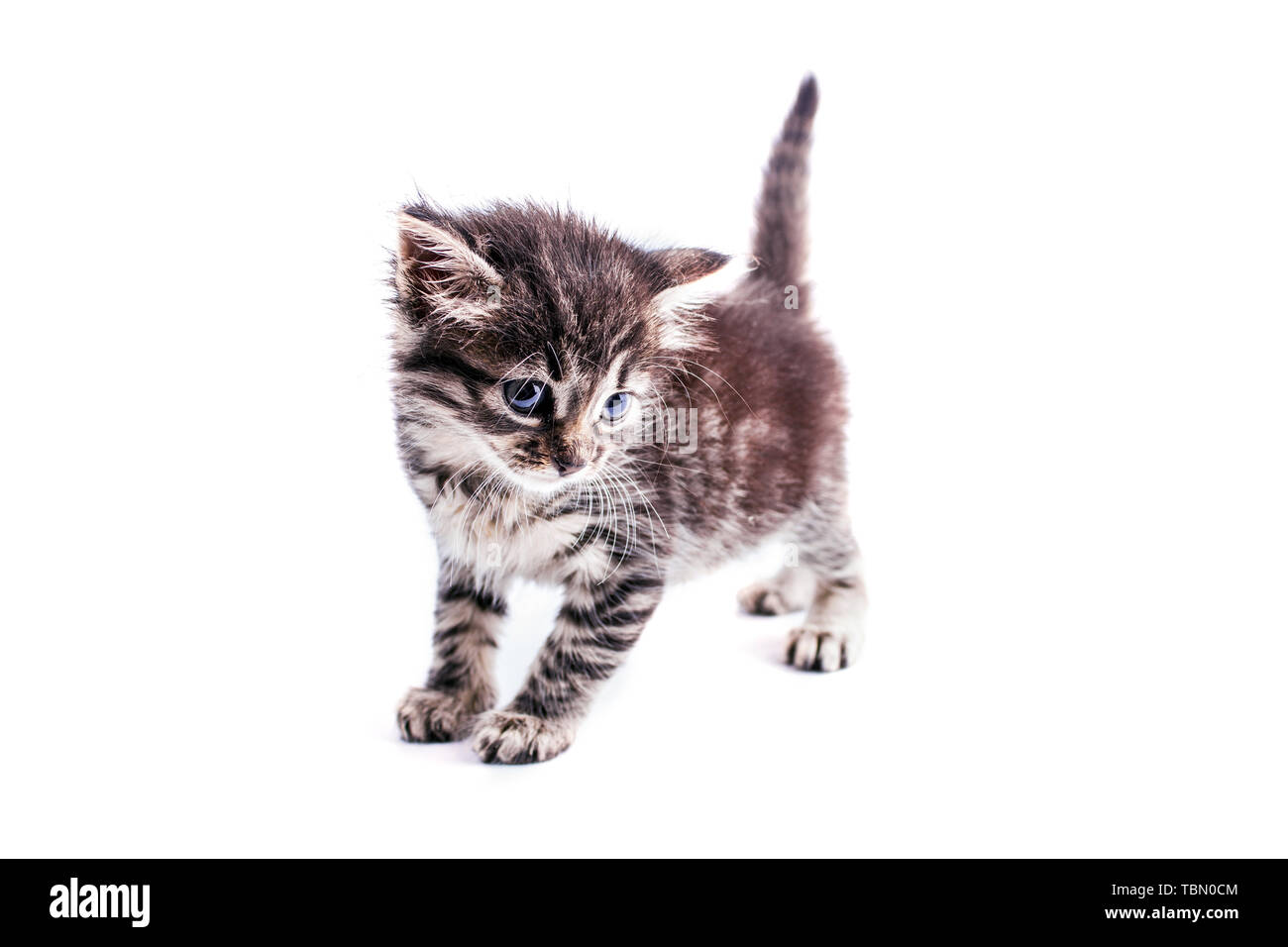 Beautiful fluffy tabby kitten with a big blue eyes Stock Photo - Alamy