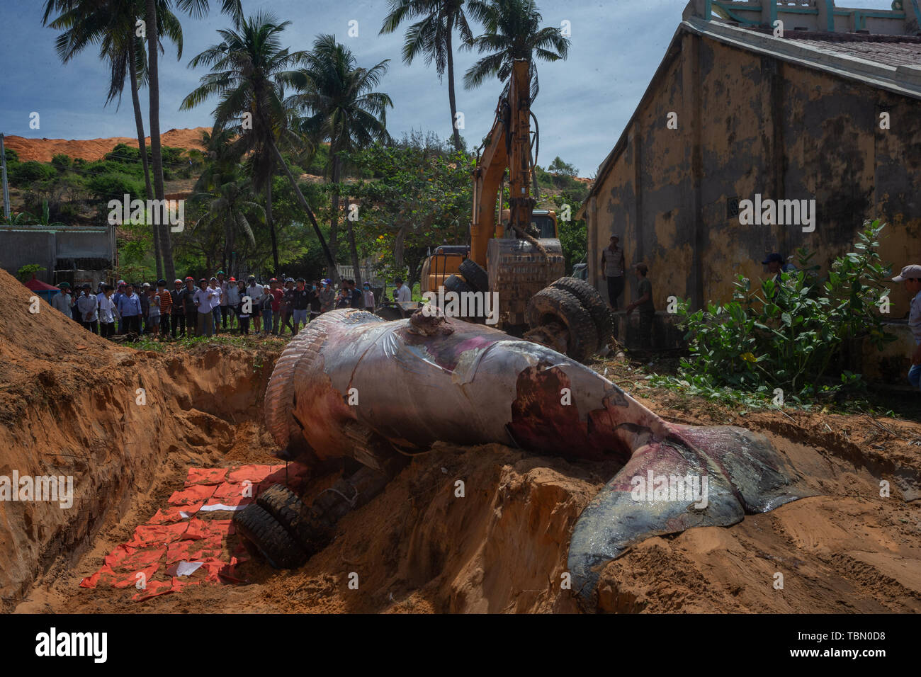 Beached blue whale Stock Photo