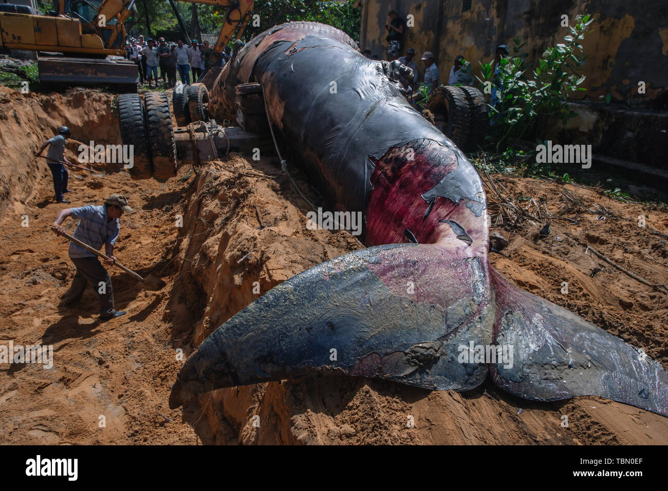 Beached blue whale Stock Photo