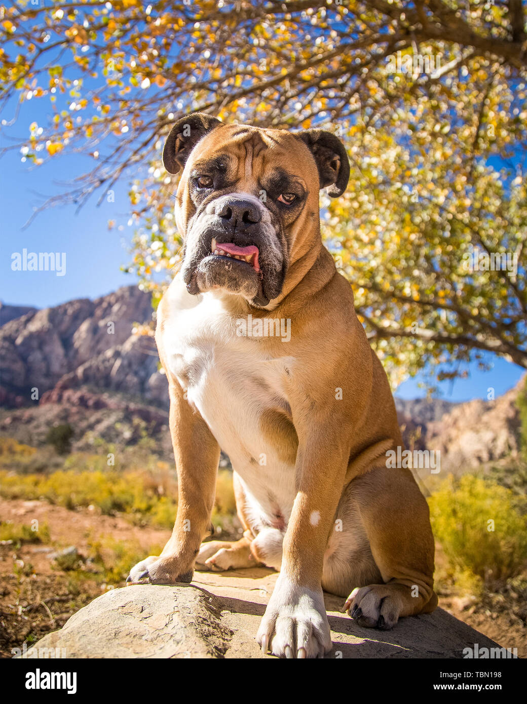 Bulldog portrait in the desert during a cool Fall day Stock Photo