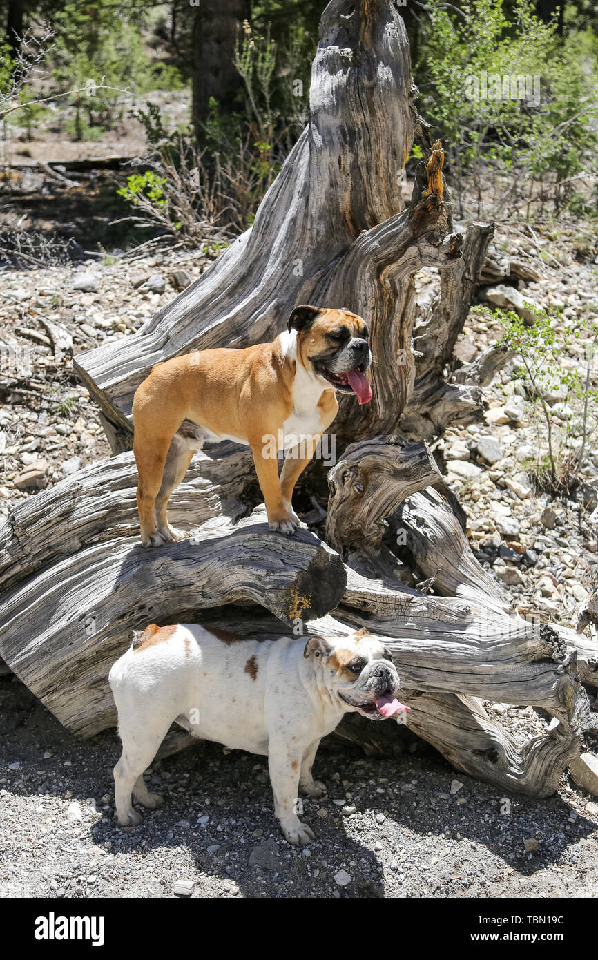 Two bulldogs out hiking and posing on a tree stump Stock Photo