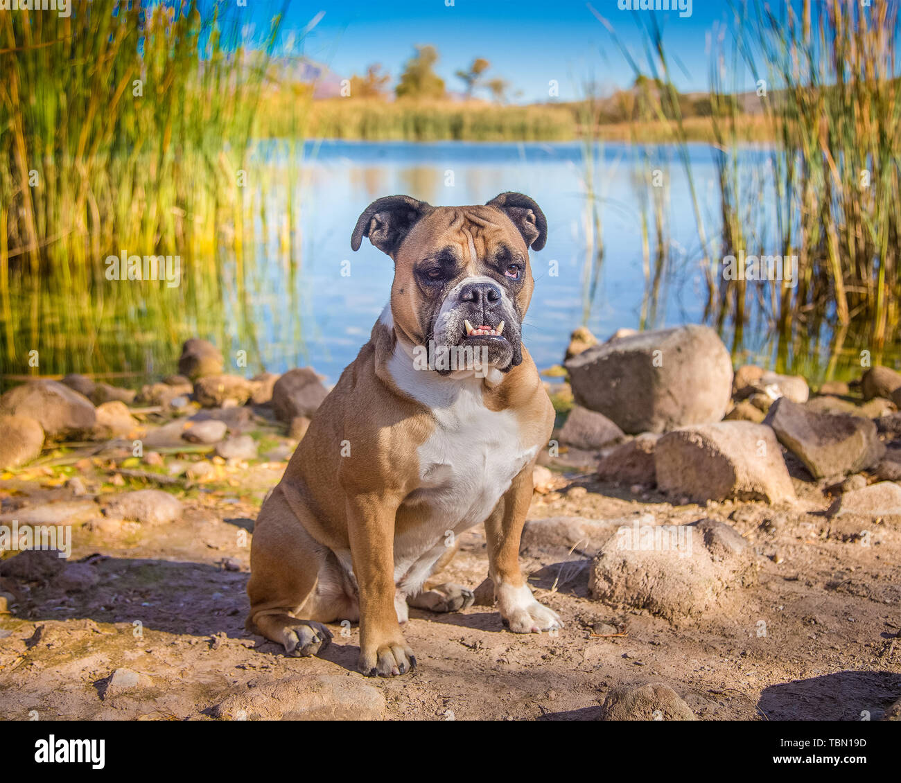 Bulldog posed for a portrait by a pond Stock Photo