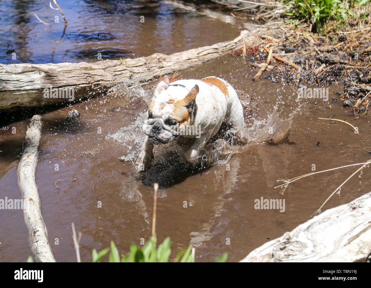 Bulldog playing and running through muddy water in a creek Stock Photo