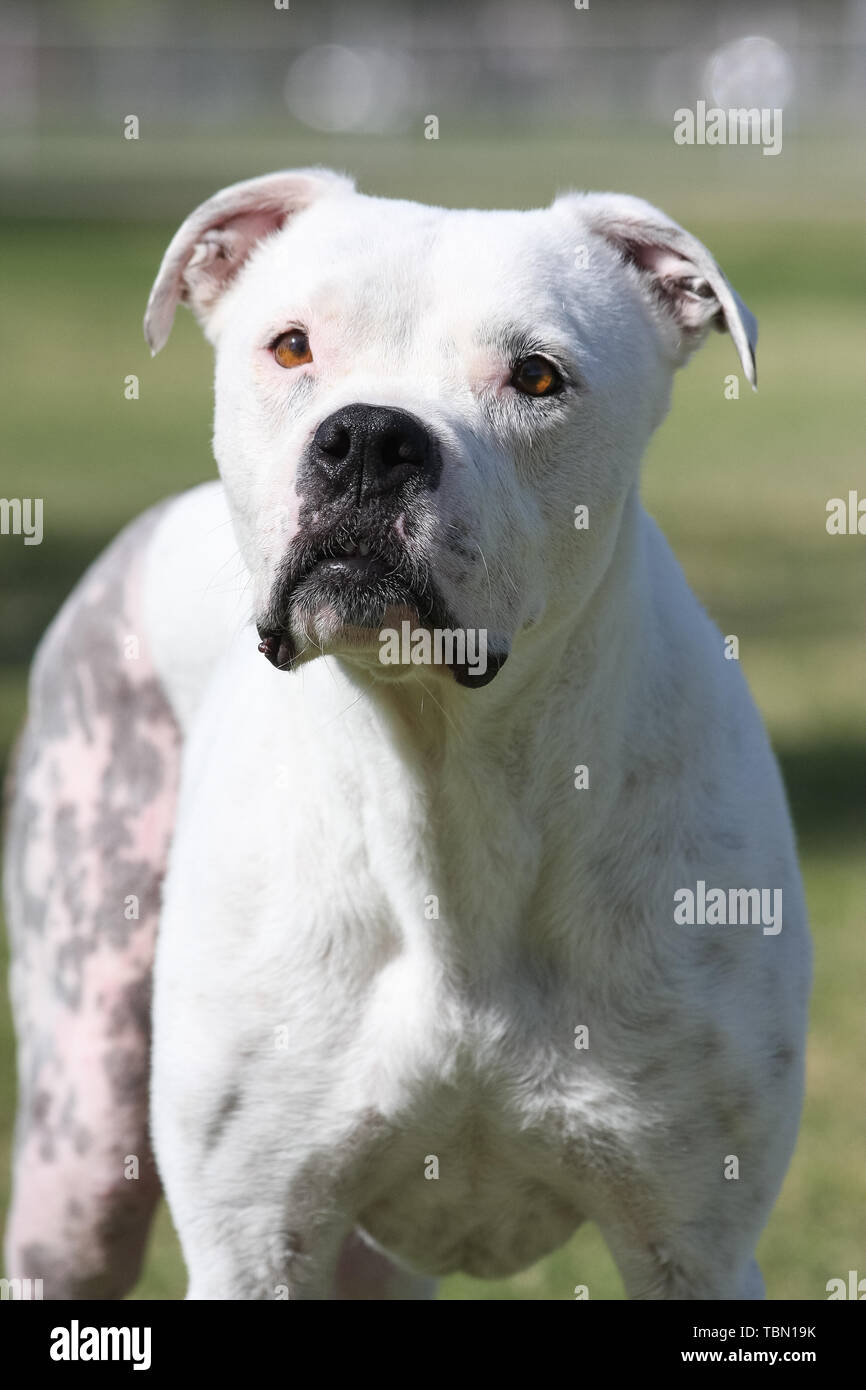 A white pit bull posing for an outdoor portrait Stock Photo