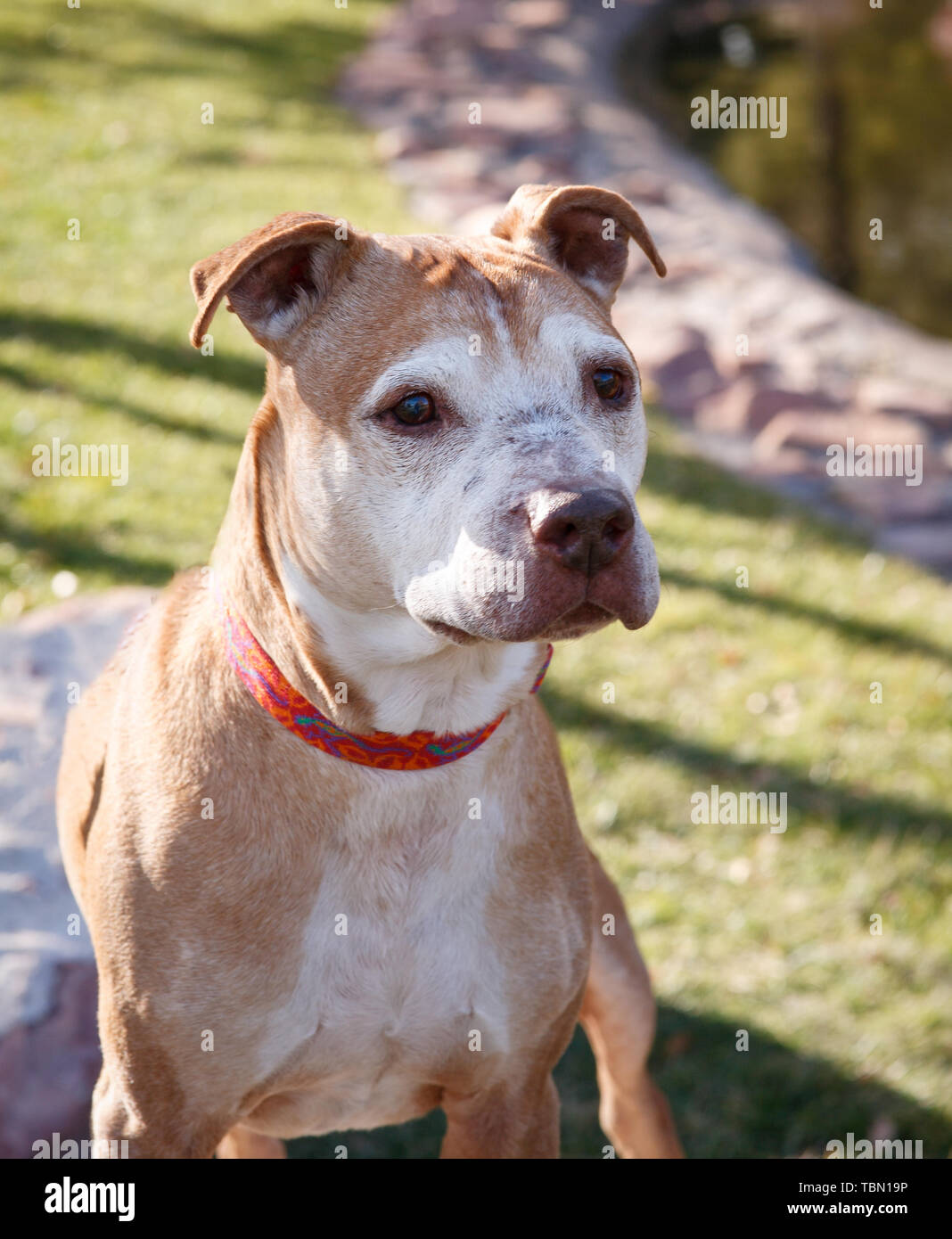 A white faced older pit bull dog at the park posing for a portrait Stock Photo