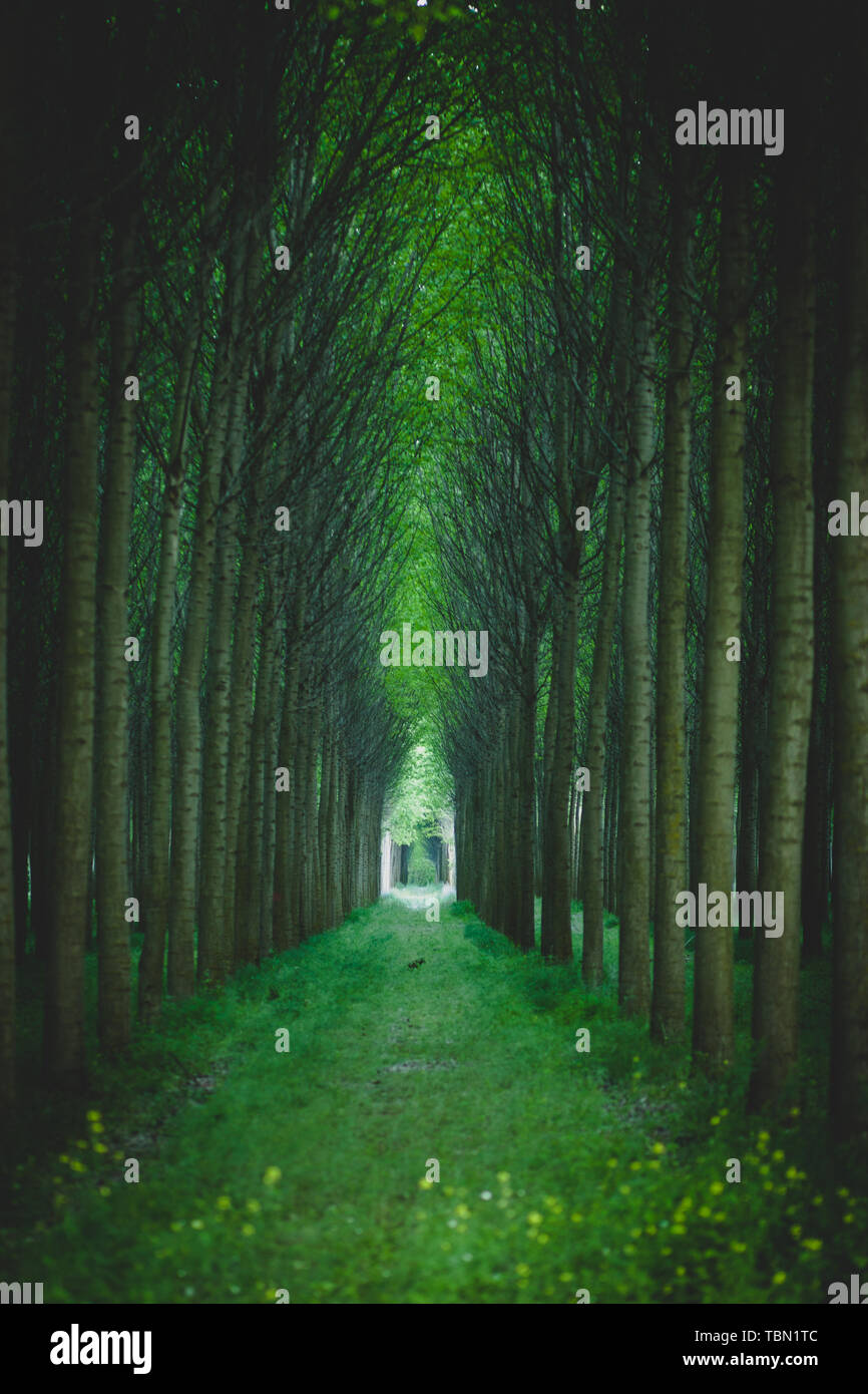 Mystical green forest with trees in a row. Artificial forest planting